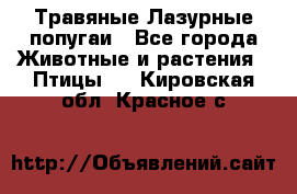 Травяные Лазурные попугаи - Все города Животные и растения » Птицы   . Кировская обл.,Красное с.